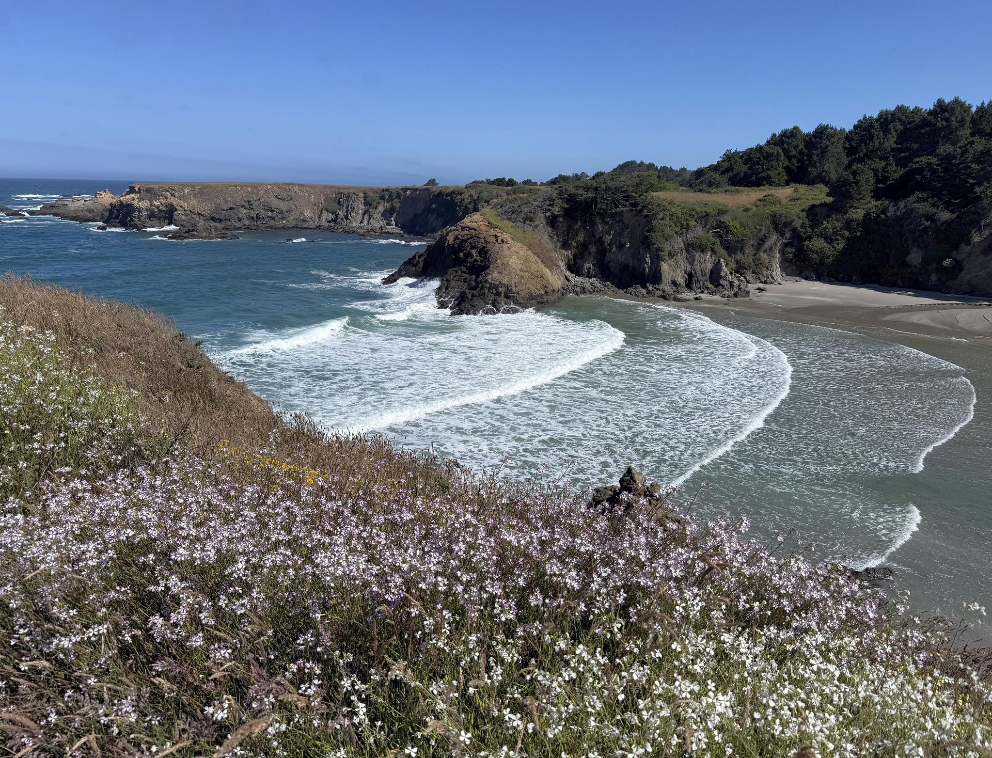 Wildflowers in the front and waves in the background